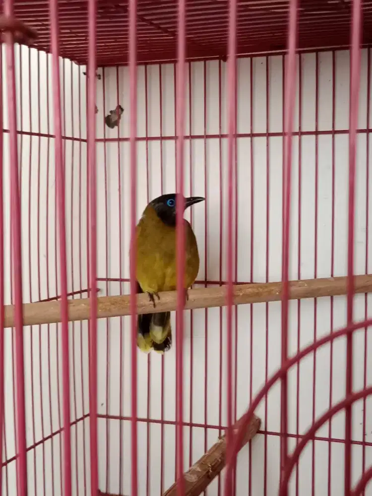 Kutilang sutra betina gacor