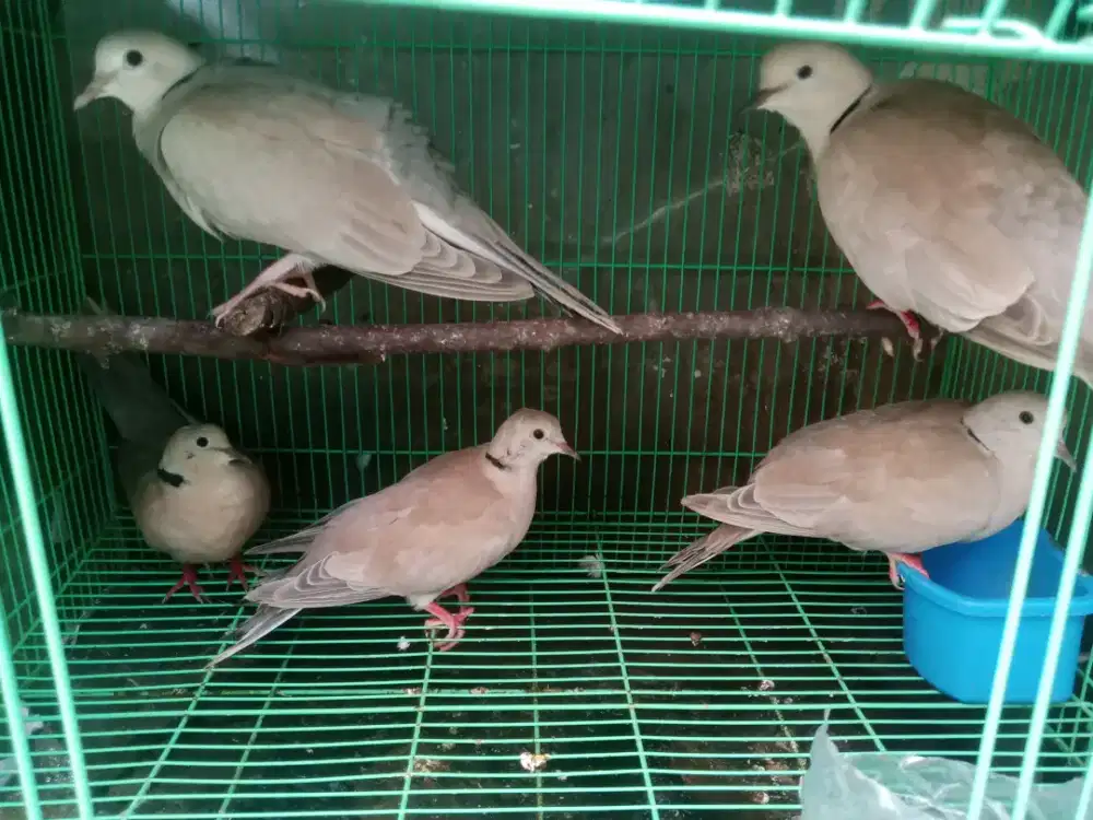 Jual 2 pasang burung puter