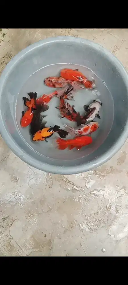 Koki mix 10-12 cm (10 ekor)