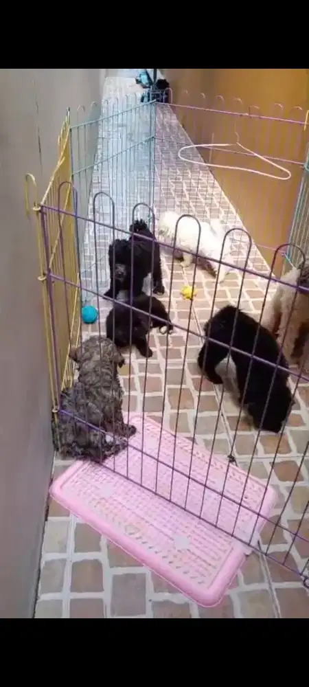 Mini Poodle Anakan asli