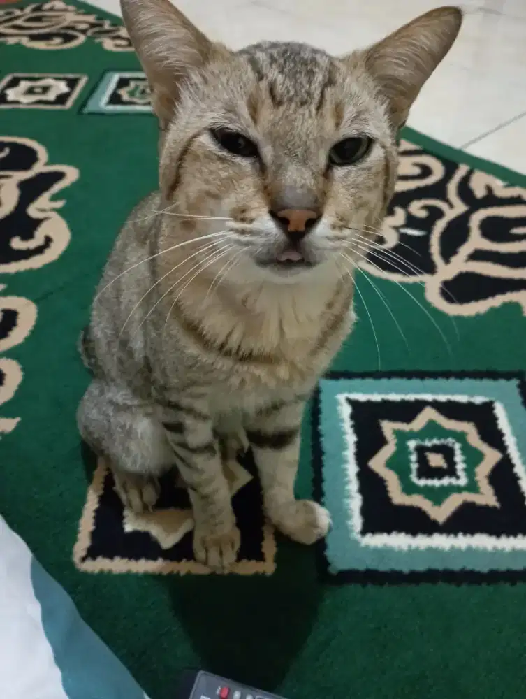 Untuk di rumah serabutan