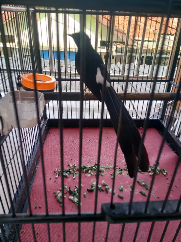 Kandang kotak+murai ekor melengkung