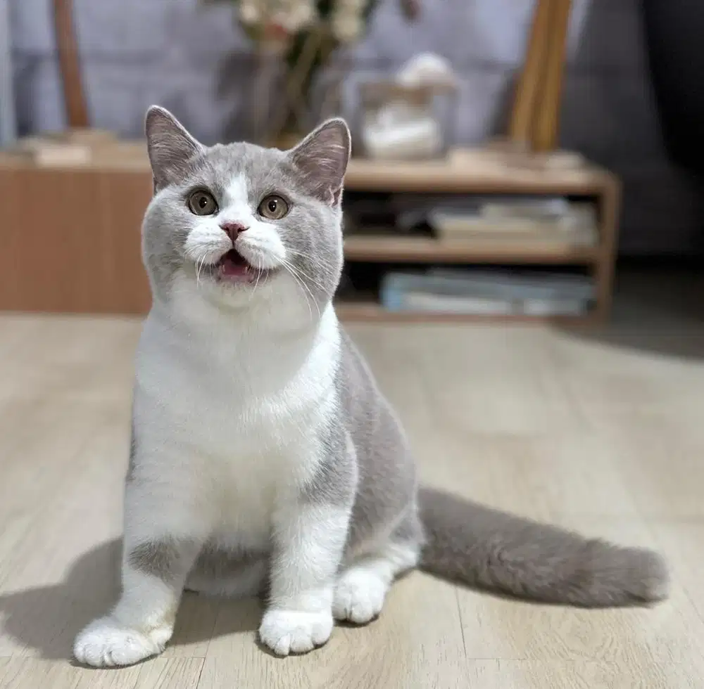 British shorthair bsh bico lilac kitten champion show quality