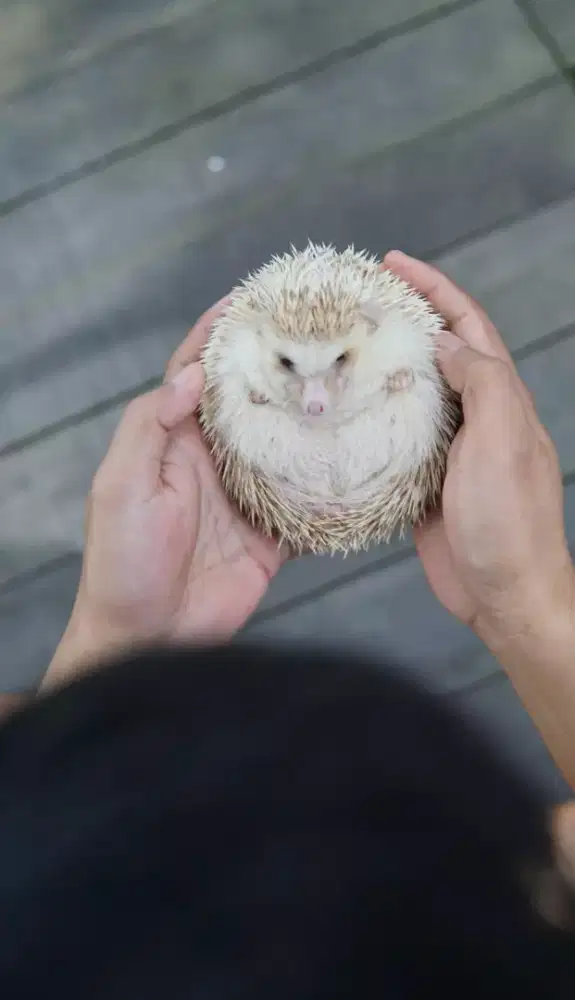 Landak Mini Raja murah