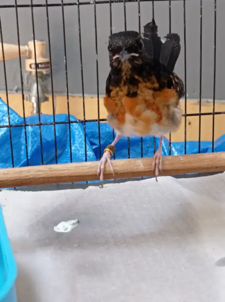 Trotol murai prestasi