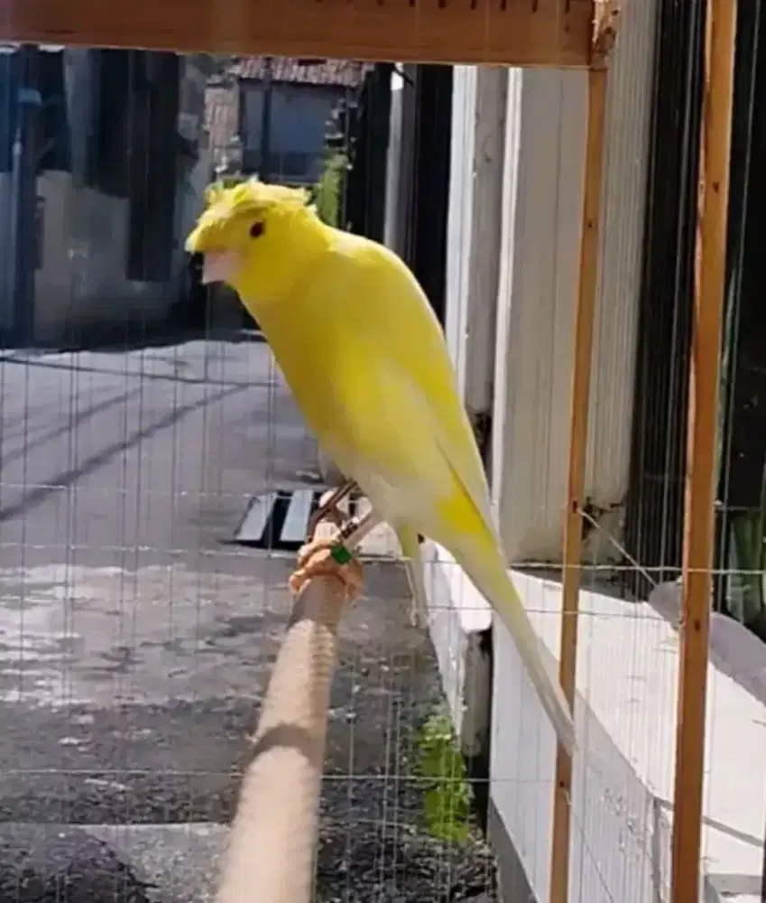 Kenari F1bb jambul gacor