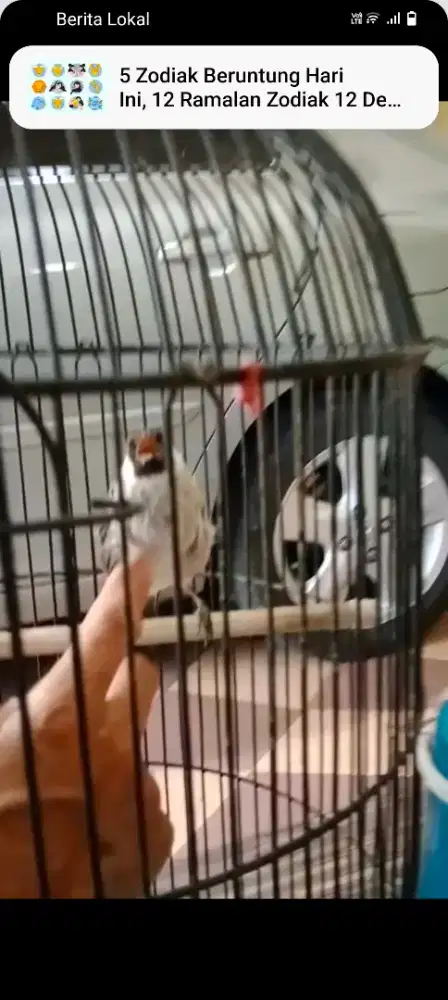 3 EKOR KUTILANG GACOR JINAK