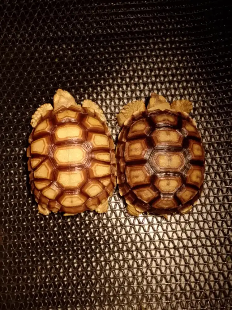 Sulcata 8-8,5 cman 2 ekor cakep