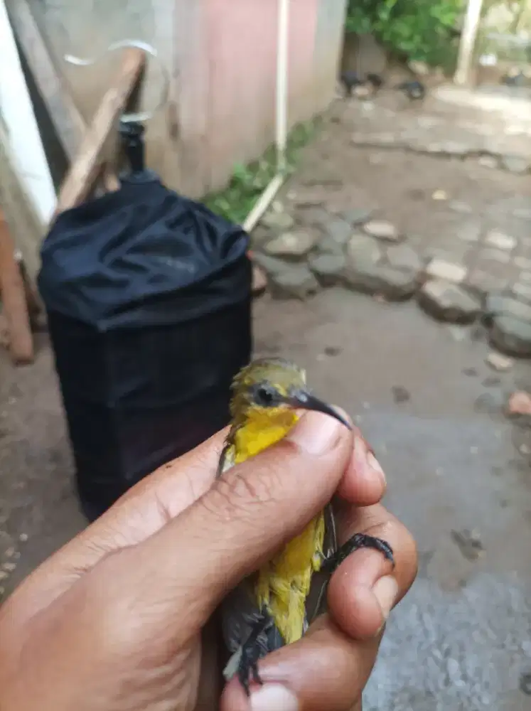 Sogon ijoan jamin jantan full set