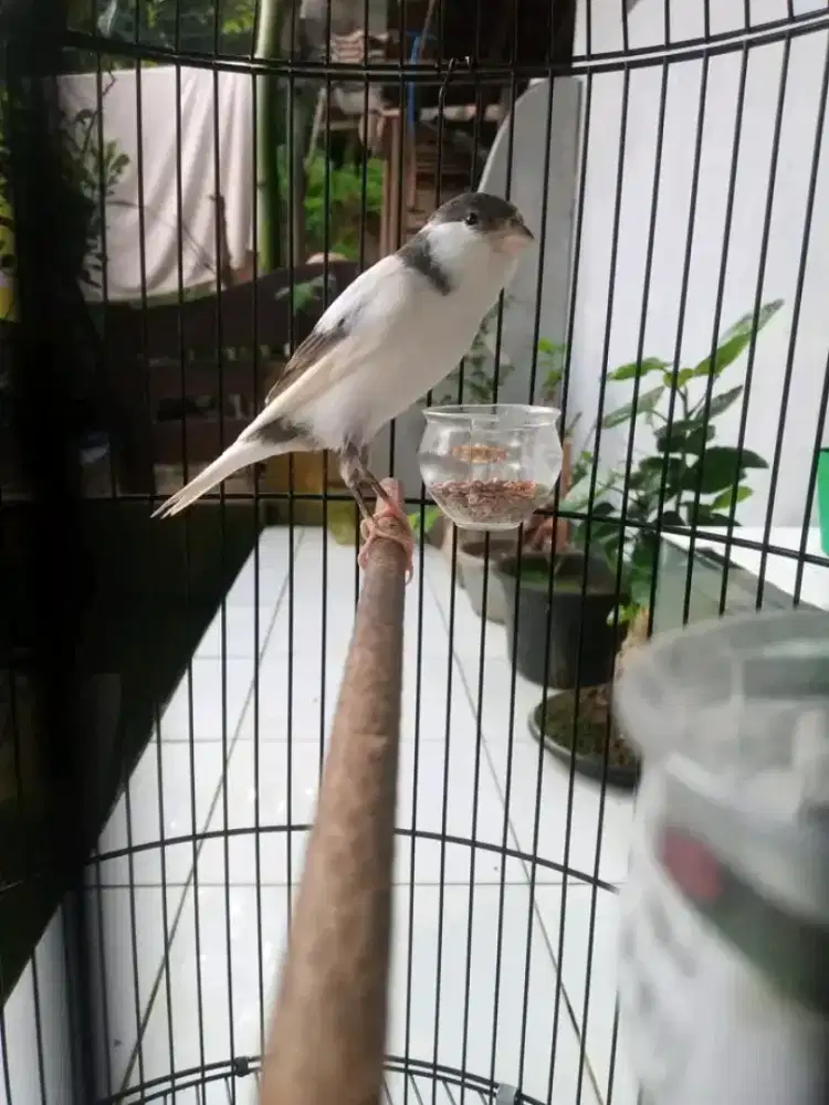 Kenari panda gacor perdana