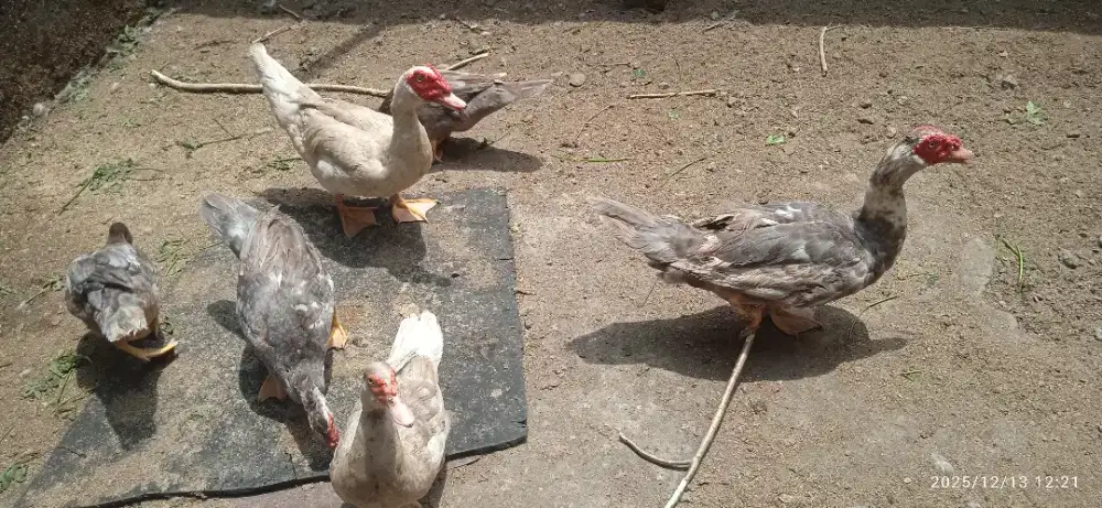 Mentok rambon entok ngos