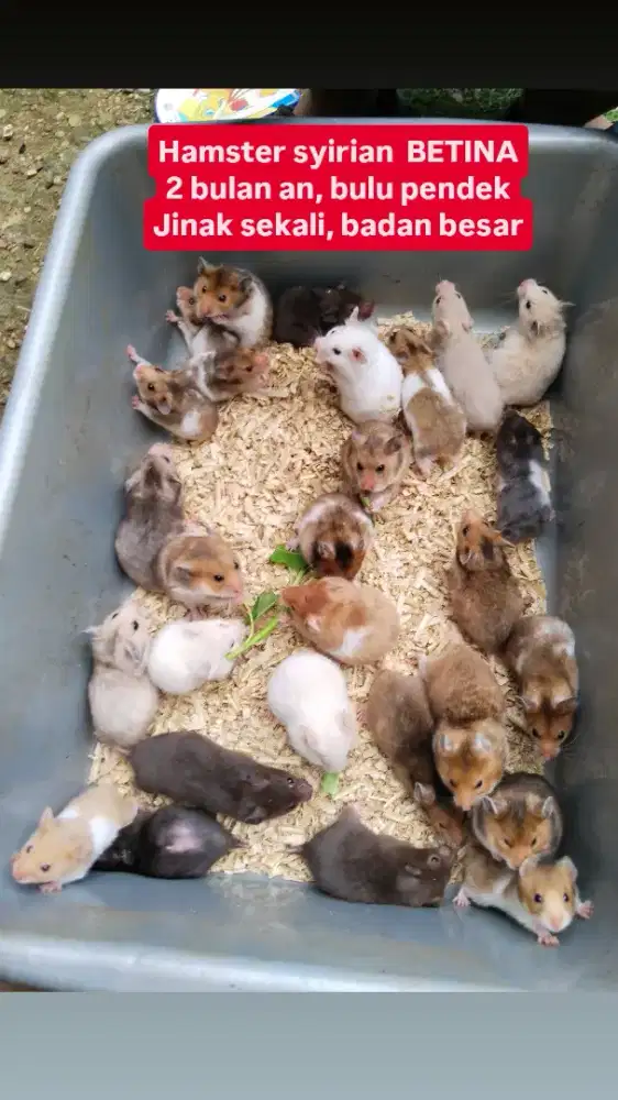 Hamster syirian bulu pendek anggora