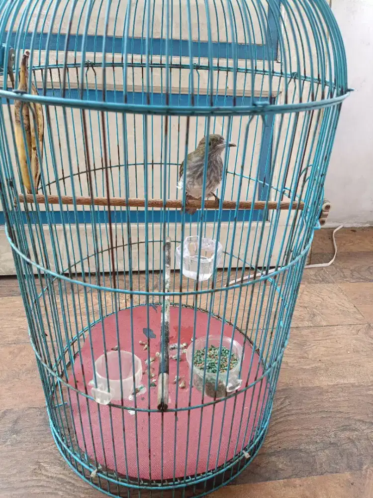 Siri-siri Raja atau Siri-siri Besar pedes