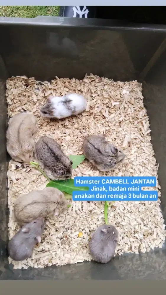 Hamster cambell bulat mini