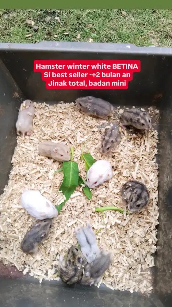 Hamster winter white ww jinak total