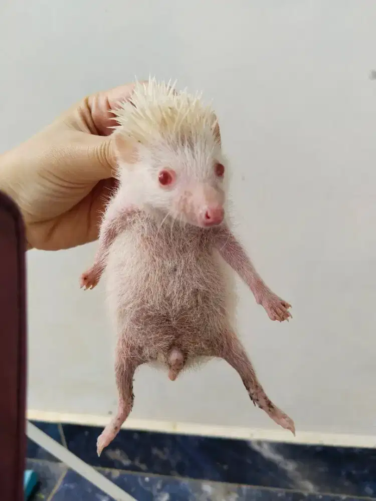 Landak mini betina albino