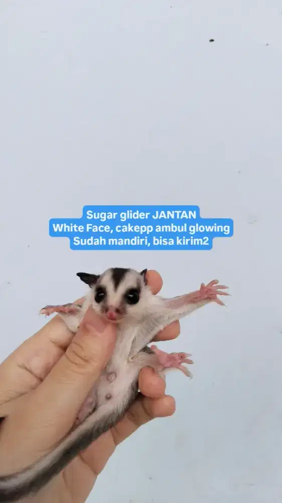 Sg ef sugar glider white face jantan