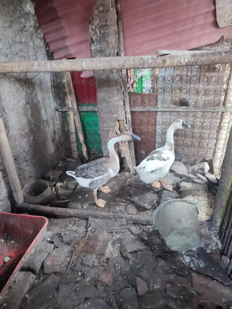 Soang/ angsa indukan betina