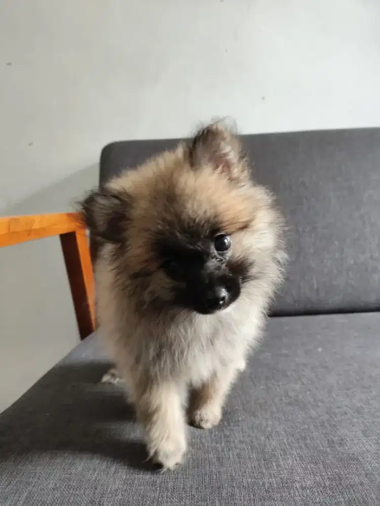 Jual Anakan pomeranian