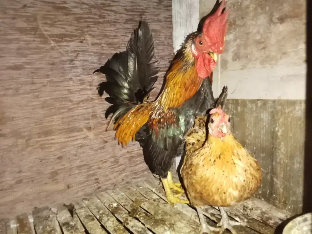 Ayam Kate sepasang
