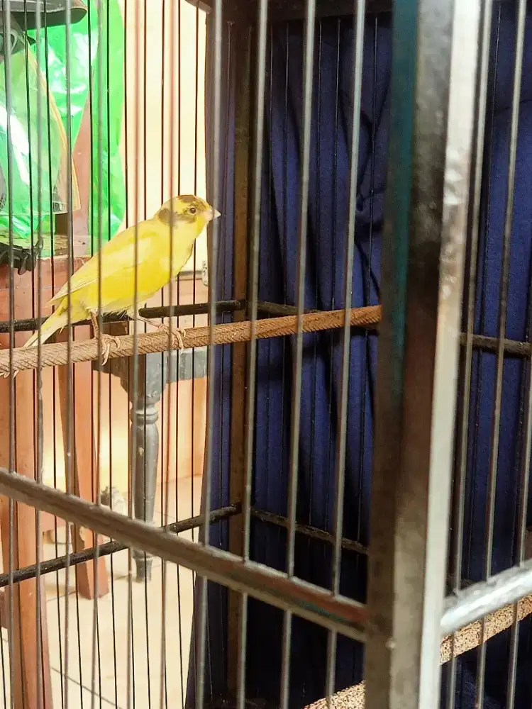 Kenari loper gacor fulset