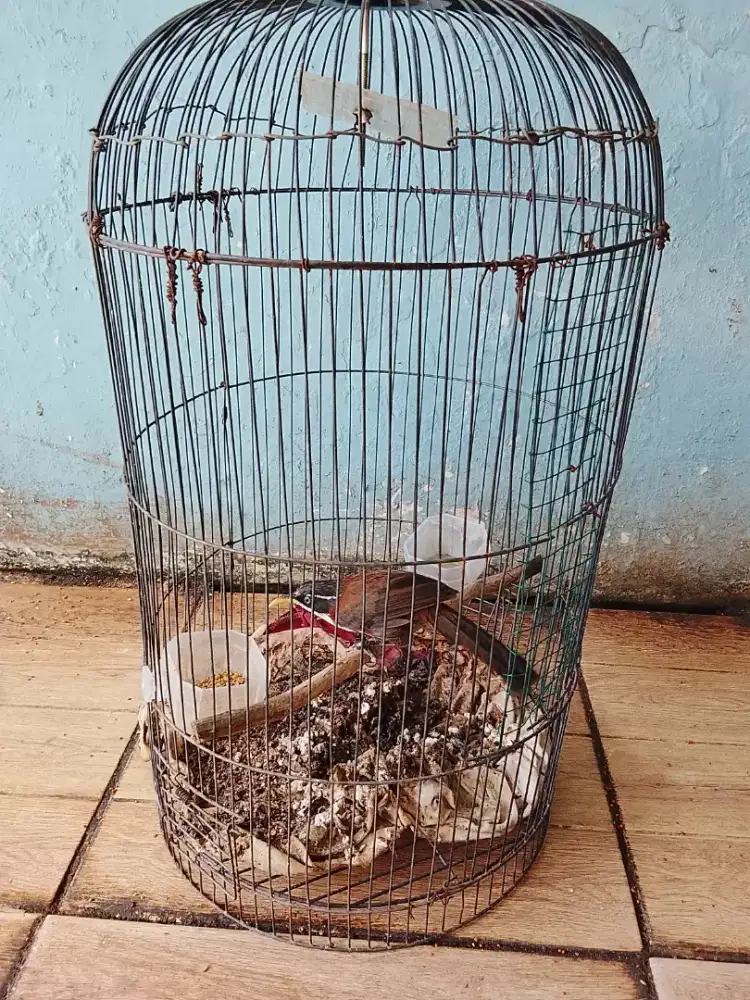 Jual burung cak kopi SDH bynyi
