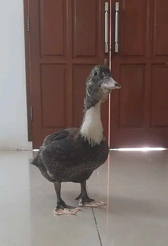 Bebek entok rambon lokal