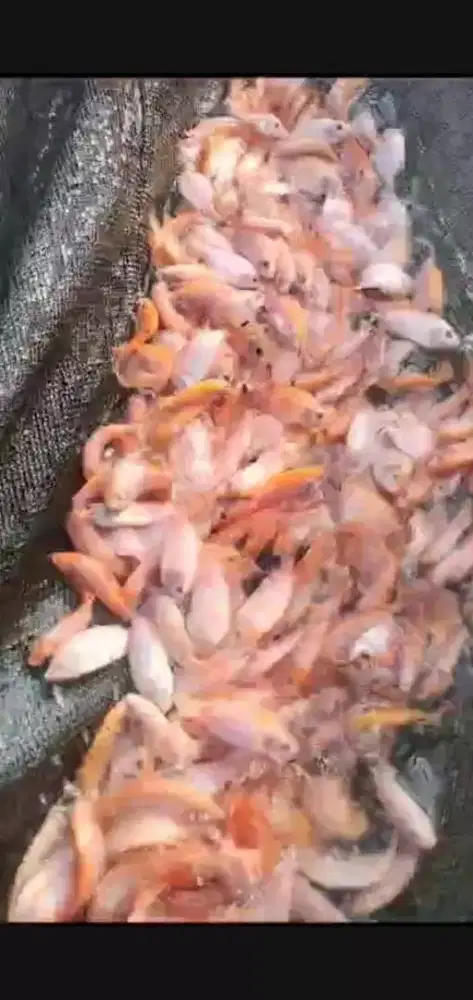 Red Prima Mono sex Pembesaran konsumsi benih ikan air tawar