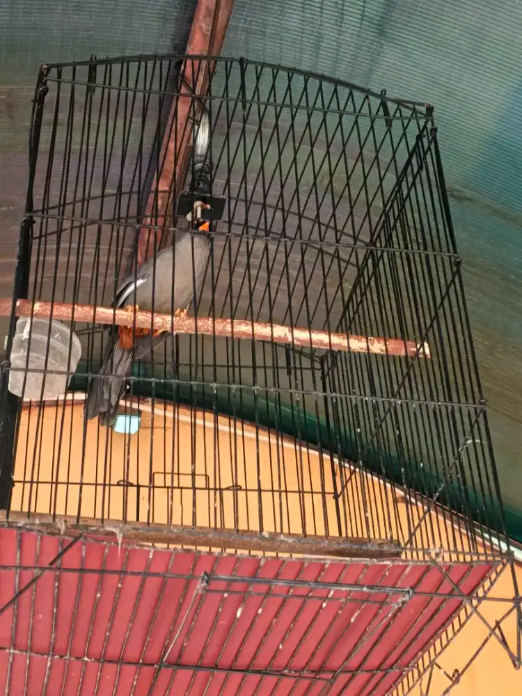 Poksay Mandarin gacor Fs