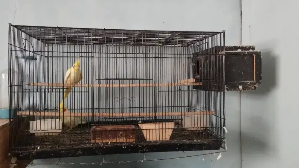 Jual borongan burung falk/parkit Australia.