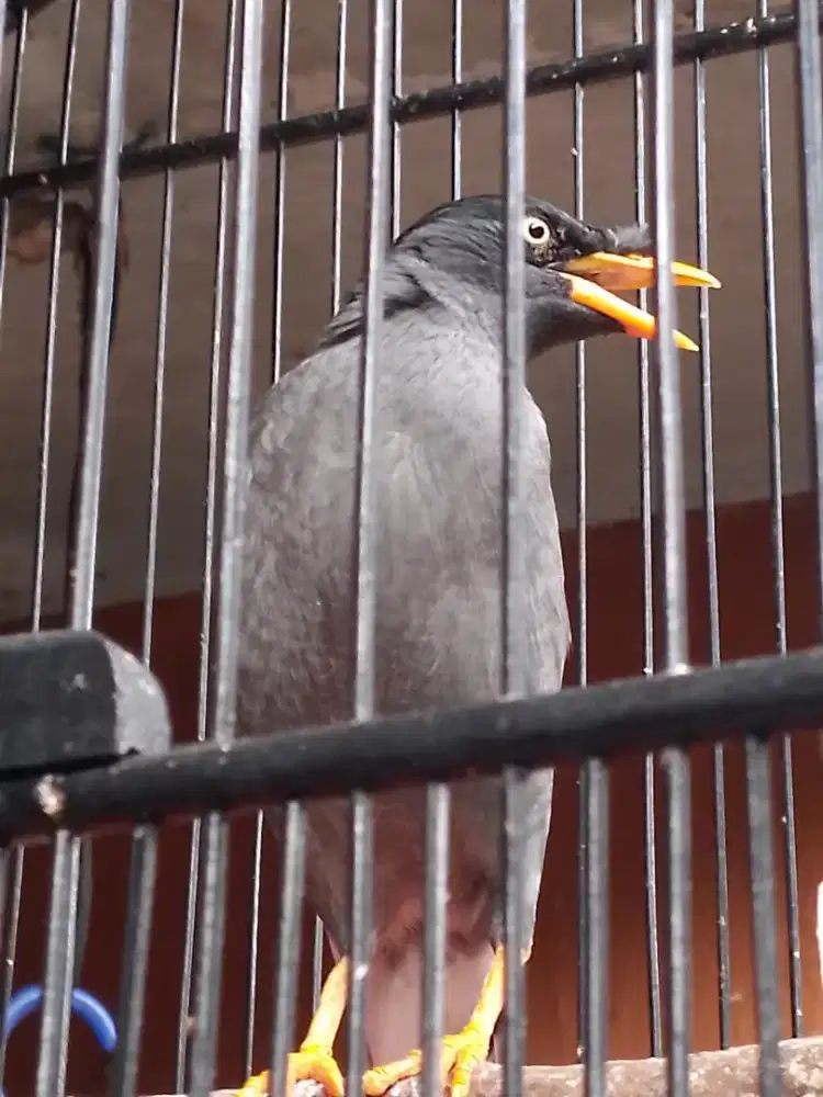 Burung jalak kebo fullset gacor bisa dikirim2