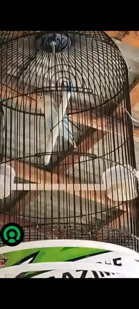 Jual burung Lovebird blue series