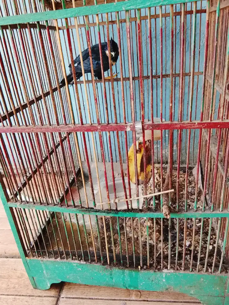 Jual burung raja perling