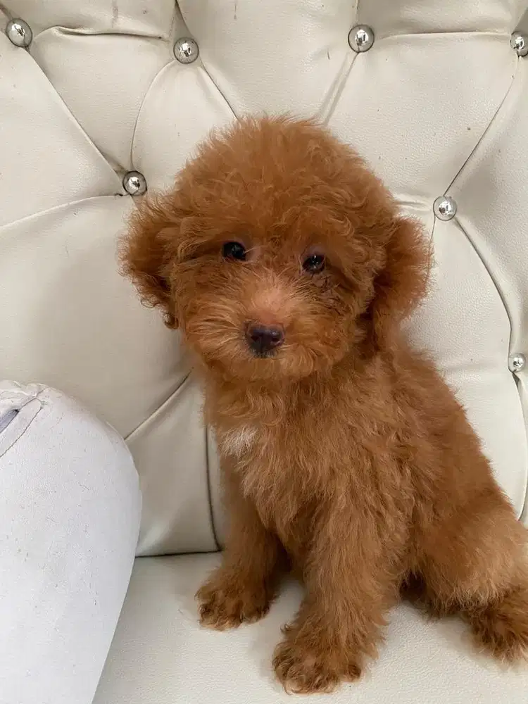 Poodle red betina umur 2 bulan non stb