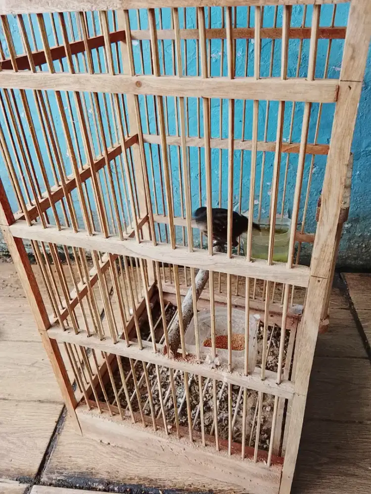 Jual burung Rowo Rowo mini