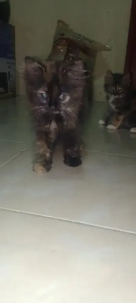 Kitten Persia tortie NS