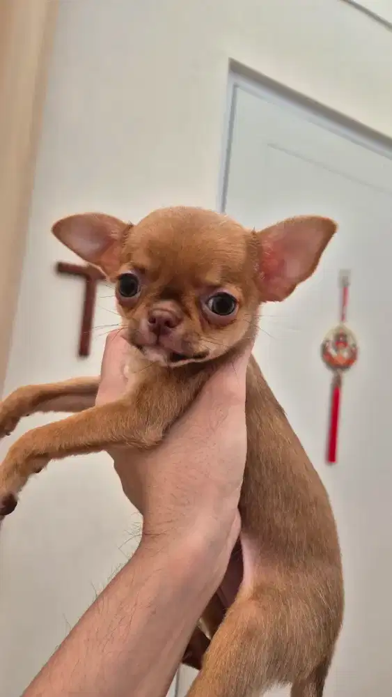 CHIHUAHUA CIHUAHUA BETINA FEMALE COKLAT FAWN STB