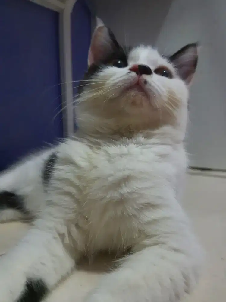 KUCING MIXBREED ADA TOMPEL BSH X RAGDOLL