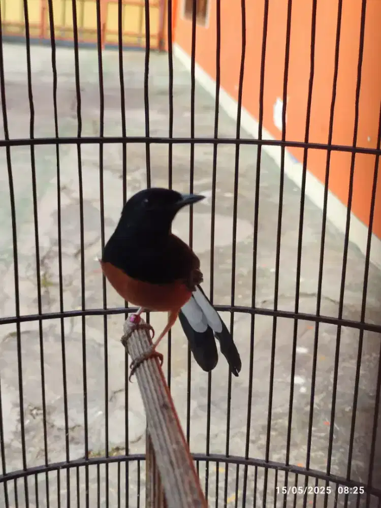 Murai Batu Jantan Non Gembung