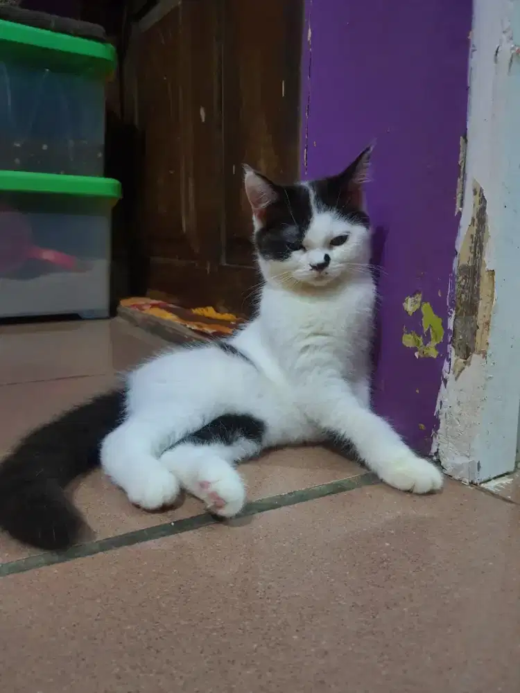 RAS CAMPURAN BSH DAN RAGDOLL