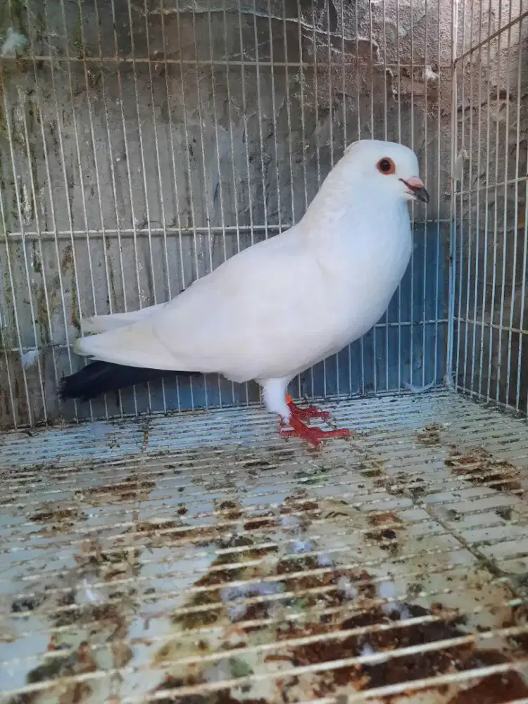 Burung totok madura