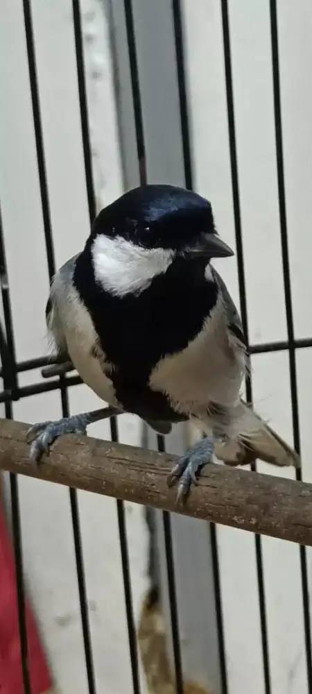 Burung gelatik batu jantan
