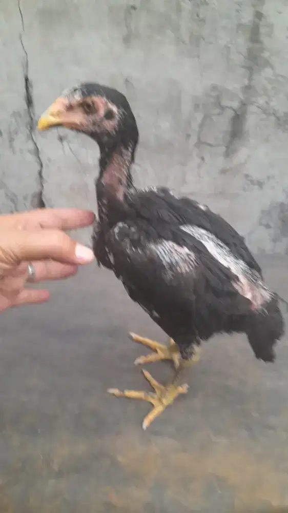 Ayam bangkok usia 3 bulan