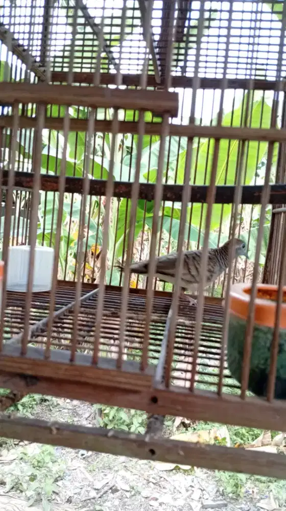 Perkutut TIBAN Perkutut Lokal Alam Liar