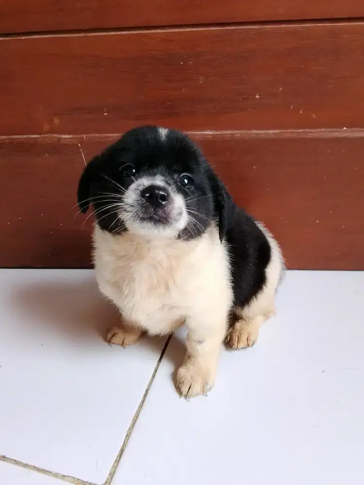 Puppy Betyna  2 bulan