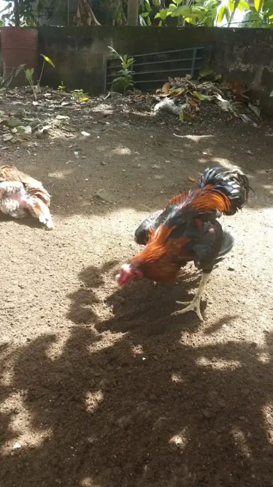 Di jual Ayam bangkok jantan dan indukan Bangkok birma