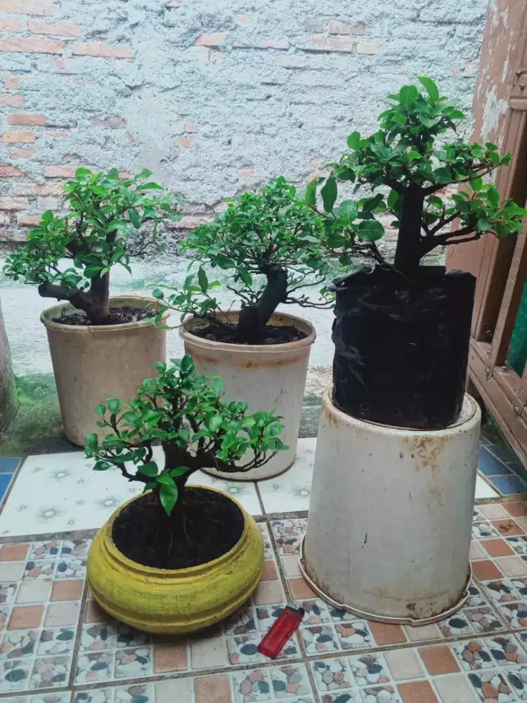 Ficus Racemosa Bonsai Loa Paket 4 Pohon Termurah