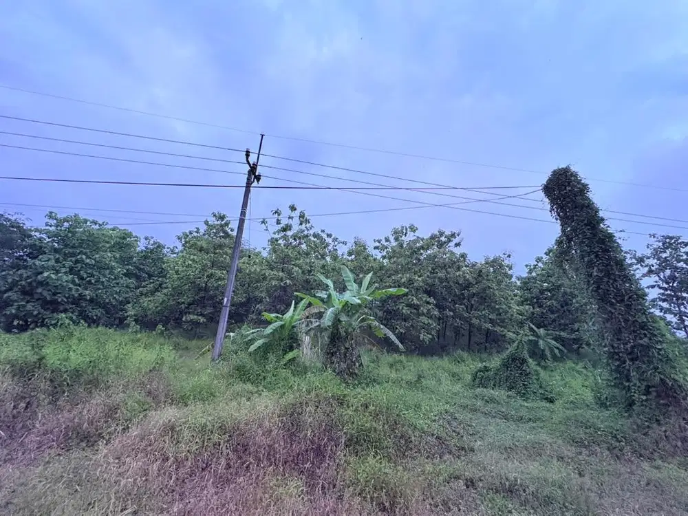 .Dijual cepat BU , tanah datar pertanian, didepan jalan besar