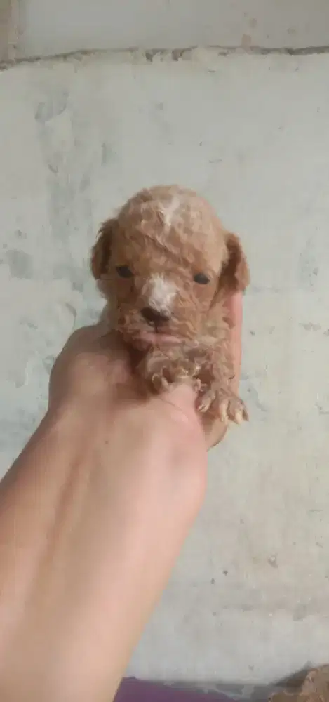 Anakan toy poodle jantan 1 bln