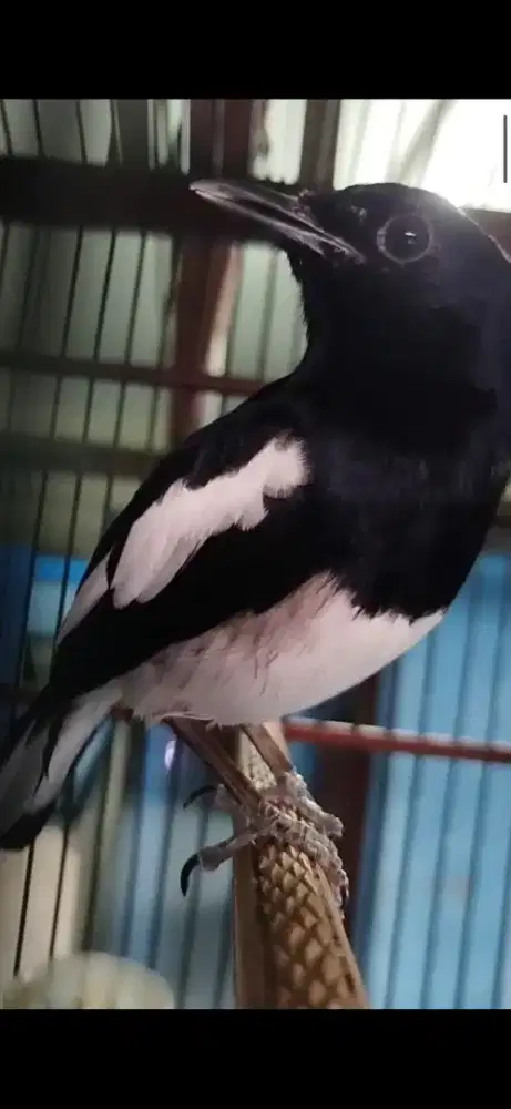 Burung Kacer Rawatan